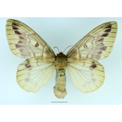/filer/webapps/moths/media/images/H/heres_Lechriolepis_AF_Basquin_01.jpg