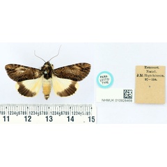 /filer/webapps/moths/media/images/P/primulina_Audea_PLT_BMNH.jpg