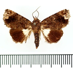 /filer/webapps/moths/media/images/O/oligomelas_Aedia_AM_BMNH.jpg