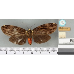 /filer/webapps/moths/media/images/F/feminina_Phryganopteryx_STF_BMNHa.jpg