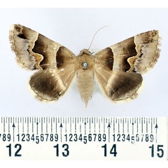 /filer/webapps/moths/media/images/U/uvarovi_Caranilla_AF_BMNH.jpg