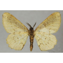 /filer/webapps/moths/media/images/U/ueleensis_Colocleora_HT_ZSMb.jpg