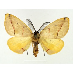 /filer/webapps/moths/media/images/T/terinata_Phoenicocampa_AM_TMSA.jpg