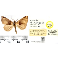 /filer/webapps/moths/media/images/X/xanthomochla_Marcipa_PTM_BMNH.jpg