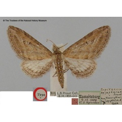 /filer/webapps/moths/media/images/H/hypophasma_Eupithecia_HT_BMNH.jpg
