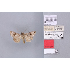 /filer/webapps/moths/media/images/M/molybdina_Plusia_PTF_BMNH_01a.jpg