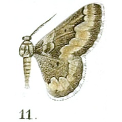 /filer/webapps/moths/media/images/T/tuckeri_Mictoschema_HT_Prout_17-11.jpg