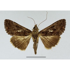 /filer/webapps/moths/media/images/L/limbirena_Ctenoplusia_AF_Basquin.jpg