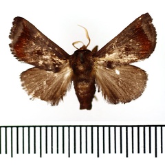 /filer/webapps/moths/media/images/R/rufimacula_Thosea_AM_BMNH.jpg
