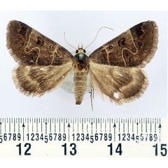 /filer/webapps/moths/media/images/C/contraria_Cerocala_AF_BMNH.jpg