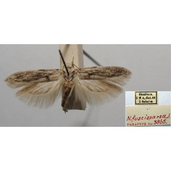 /filer/webapps/moths/media/images/F/fuscisparsa_Neotelphusa_PT_TMSA.jpg