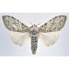 /filer/webapps/moths/media/images/I/ila_Griveaudyria_AF_NHMO.jpg