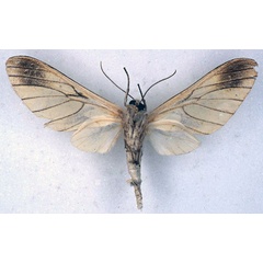/filer/webapps/moths/media/images/J/jaensis_Balacra_HT_BMNH_02.jpg