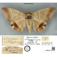 /filer/webapps/moths/media/images/O/orthogramma_Ophiodes_LT_BMNH.jpg