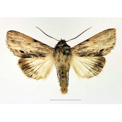 /filer/webapps/moths/media/images/A/albilineata_Cucullia_AM_Legrain.jpg