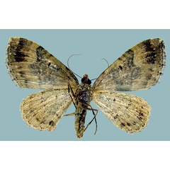 /filer/webapps/moths/media/images/S/subrufaria_Piercia_AF_Staudeb.jpg