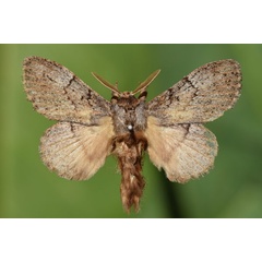 /filer/webapps/moths/media/images/M/marshalli_Metajana_A_Butler.jpg