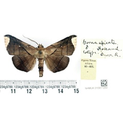 /filer/webapps/moths/media/images/A/apicata_Gorua_PTM_BMNH.jpg
