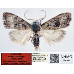 /filer/webapps/moths/media/images/U/udzungwa_Nola_PT_NHMO_02.jpg