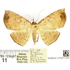/filer/webapps/moths/media/images/S/sigillata_Hollandia_AF_BMNH_02.jpg