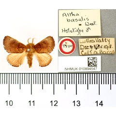 /filer/webapps/moths/media/images/B/basalis_Altha_HT_BMNH.jpg