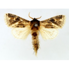 /filer/webapps/moths/media/images/R/reticulata_Salagena_AM_TMSA.jpg