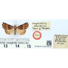 /filer/webapps/moths/media/images/E/ethiopica_Omphaletis_HT_BMNH.jpg