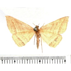 /filer/webapps/moths/media/images/A/alternans_Loxioda_AF_BMNH.jpg
