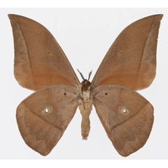 /filer/webapps/moths/media/images/E/erythrotes_Lobobunaea_AM_Basquinb.jpg