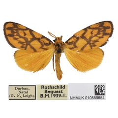 /filer/webapps/moths/media/images/S/sagenaria_Tumicla_AM_BMNH.jpg