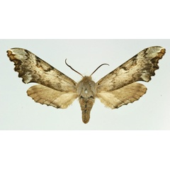 /filer/webapps/moths/media/images/R/roseicornis_Poliodes_AF_Basquin.jpg