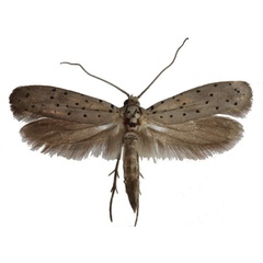 /filer/webapps/moths/media/images/P/puncticornis_Yponomeuta_AM_TMSA.jpg