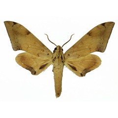 /filer/webapps/moths/media/images/H/herbuloti_Polyptychus_AM_Basquin_03.jpg