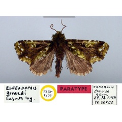 /filer/webapps/moths/media/images/G/girardi_Elaeodopsis_PT_BMNH.jpg
