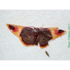 /filer/webapps/moths/media/images/Z/zearia_Chrysocraspeda_AM_Bippus.jpg