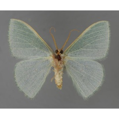 /filer/webapps/moths/media/images/V/viridipes_Prasinocyma_HT_ZSM_02.jpg