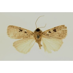 /filer/webapps/moths/media/images/G/gaedei_Ochropleura_AM_RMCA.jpg