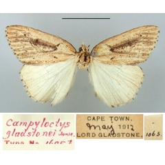 /filer/webapps/moths/media/images/G/gladstonei_Campyloctys_HT_TMSA.jpg