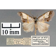 /filer/webapps/moths/media/images/A/albigrisea_Westermannia_A2_OUMNH_01.jpg