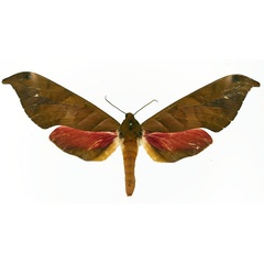 /filer/webapps/moths/media/images/G/goodii_Phylloxiphia_AF_Basquin_01.jpg