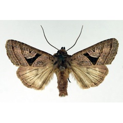 /filer/webapps/moths/media/images/S/subrosacea_Conservula_AM_Aulombard.jpg