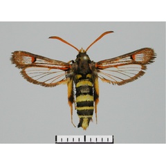 /filer/webapps/moths/media/images/D/doleriformis_Monopetalotaxis_AM_TMSA.jpg