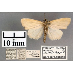 /filer/webapps/moths/media/images/L/lacteata_Urbona_ST_OUMNH_02.jpg
