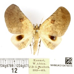 /filer/webapps/moths/media/images/S/sigillata_Hollandia_AM_BMNH_01.jpg
