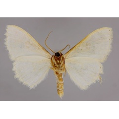 /filer/webapps/moths/media/images/P/pythiaria_Somatina_A_ZSM_02.jpg