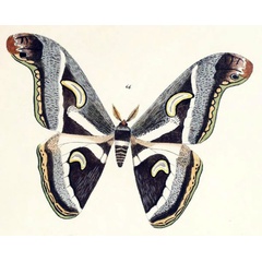 /filer/webapps/moths/media/images/V/victoria_Philosamia_HT_Maassen_1885_66.jpg