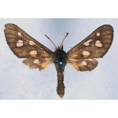 /filer/webapps/moths/media/images/E/endoxantha_Anapisa_HT_BMNH_01.jpg