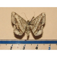 /filer/webapps/moths/media/images/R/rectistriaria_Chiasmia_A_Goff_02.jpg