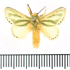 /filer/webapps/moths/media/images/A/albiramosa_Coenobasis_AM_BMNH_02.jpg