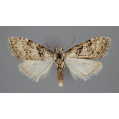/filer/webapps/moths/media/images/M/musculalis_Nola_A_BMNH.jpg